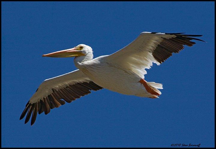 _0SB4940 american white pelican.jpg